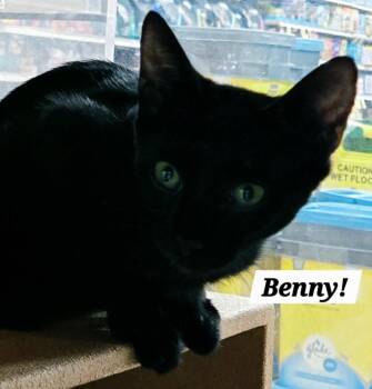 Benny -  Domestic Short Hair and Bombay Cat for Adoption in San Antonio, Texas - Benny | PetCurious