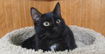 Xavier -  Domestic Short Hair Cat for Adoption in Cullowhee, North Carolina - Xavier | PetCurious