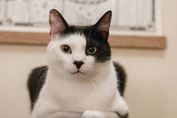 Rescue Domestic Short Hair Cats for Adoption in San Jose, California - Clown Pants III (bonded W/ Graphene) | PetCurious