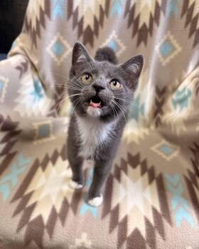Otter -  Domestic Short Hair Cat for Adoption in White Oak, Pennsylvania - Otter | PetCurious