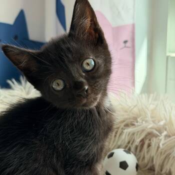 Messi -  Domestic Short Hair Cat for Adoption in Jupiter, Florida - Messi | PetCurious