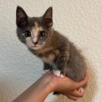 Laurel -  Domestic Short Hair Cat for Adoption in Sunnyvale, California - Laurel | PetCurious