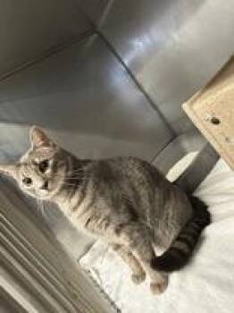 Domestic Short Hair Cats Available for Adoption - HEB | PetCurious