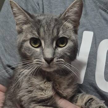 Domestic Short Hair Cats Available for Adoption - Parfait | PetCurious