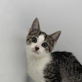 The Noid -  Domestic Short Hair Cat for Adoption in State College, Pennsylvania - The Noid | PetCurious