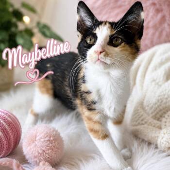 Maybelline -  Domestic Short Hair Cat for Adoption in Inman, South Carolina - Maybelline | PetCurious