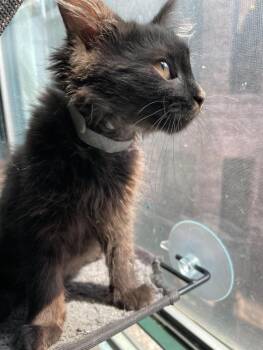 Maine Coon and Domestic Long Hair Cats Available for Adoption in Chicago, Illinois - Bean | PetCurious
