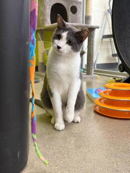 Rescue Domestic Short Hair Cats for Adoption in Fountain Valley, California - Westley | PetCurious