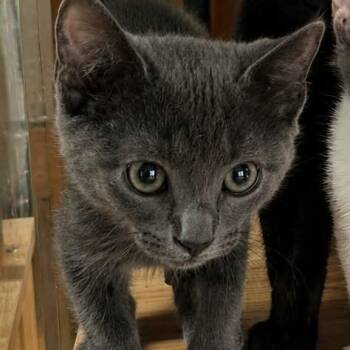 Hercules -  Russian Blue Cat for Adoption in Gun Barrel City, Texas - Hercules | PetCurious