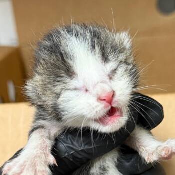 Elf -  Domestic Medium Hair Cat for Adoption in Yuma, Arizona - Elf | PetCurious