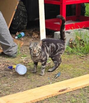 Domestic Short Hair Cats Available for Adoption in Blountville, Tennessee - Hiker | PetCurious