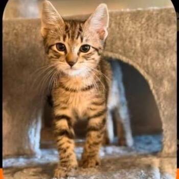 Froggy -  Domestic Short Hair Cat for Adoption in Orangevale, California - Froggy | PetCurious