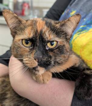 Domestic Short Hair Cats Available for Adoption in Canfield, Ohio - PANDORA | PetCurious