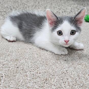 Cloudy -  Domestic Short Hair Cat for Adoption in Fairway, Kansas - Cloudy | PetCurious