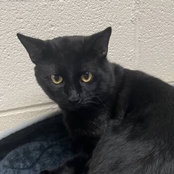 Rescue Domestic Short Hair Cats for Adoption in Troutdale, Oregon - Jamal | PetCurious