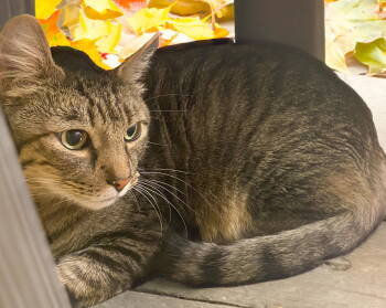 Rescue Domestic Short Hair Cats for Adoption in Chandler, Arizona - Finn | PetCurious