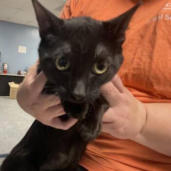 Domestic Short Hair Cats Available for Adoption - Piccolo | PetCurious