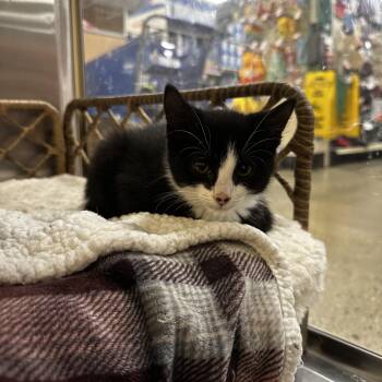 Rufus -  Domestic Short Hair Cat Available for Adoption in Missoula, Montana - Rufus | PetCurious