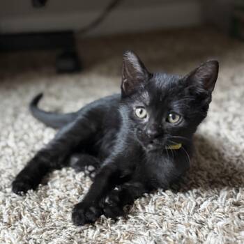 Mystery -  Domestic Short Hair Cat for Adoption in Denver, Colorado - Mystery | PetCurious