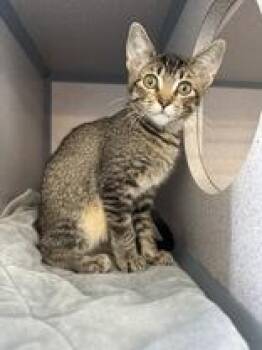 Irene -  Domestic Short Hair Cat Available for Adoption in Eagle, Colorado - Irene | PetCurious