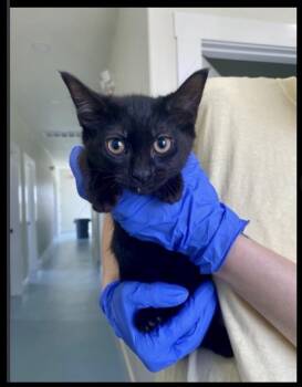 Mitzy -  Domestic Short Hair Cat for Adoption in Lafayette, Colorado - Mitzy | PetCurious