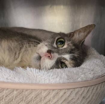 Rescue Domestic Short Hair Cats for Adoption in Cincinnati, Ohio - Lucie | PetCurious