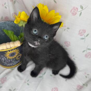 Bombay and Russian Blue Cats Available for Adoption in Mount Vernon, Illinois - Gabriella | PetCurious