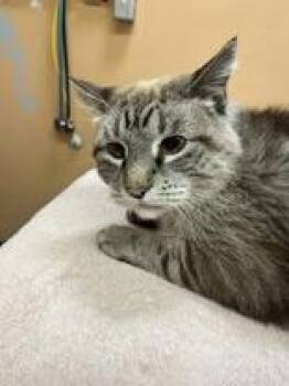 Domestic Short Hair Cats Available for Adoption - Simon | PetCurious