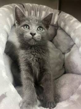 Lit -  Domestic Short Hair Cat for Adoption in Baton Rouge, Louisiana - Lit | PetCurious