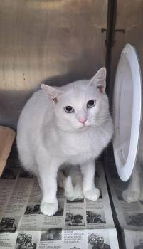 Barn Cat -  Domestic Short Hair Cat for Adoption in Stanton, Kentucky - Barn Cat | PetCurious
