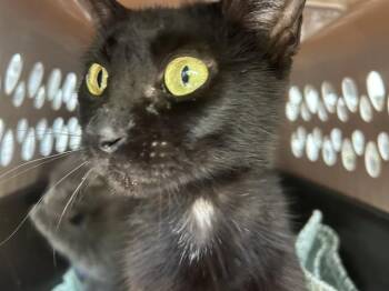 A136876 -  Domestic Short Hair Cat for Adoption in Palmetto, Florida - A136876 | PetCurious