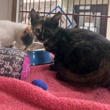 Gracie -  Domestic Short Hair Cat for Adoption in Cheyenne, Wyoming - Gracie | PetCurious