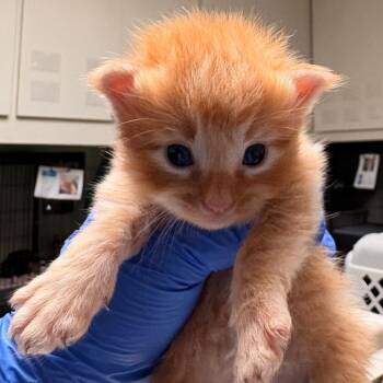 Domestic Short Hair Cats Available for Adoption in Dallas, Texas - Cheddar | PetCurious