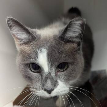 Siamese Cats Available for Adoption - Coraline | PetCurious