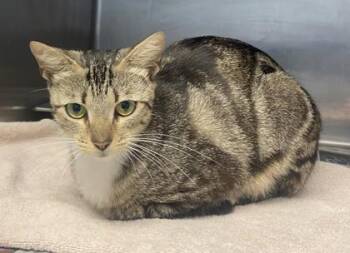 Larosa -  Domestic Short Hair Cat for Adoption in Chamblee, Georgia - Larosa | PetCurious