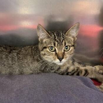 Lost Lands -  Domestic Short Hair Cat for Adoption in Richmond, Virginia - Lost Lands | PetCurious