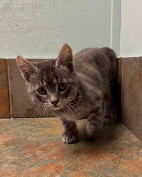Alaska -  Domestic Short Hair Cat for Adoption in Columbus, Nebraska - Alaska | PetCurious