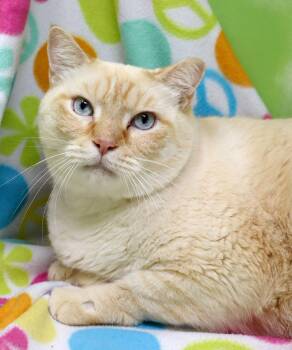 Siamese Cats Available for Adoption in Tierra Verde, Florida - Eggnogg | PetCurious