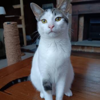 Kirby -  Domestic Short Hair Cat Available for Adoption in Woodbury, New Jersey - Kirby | PetCurious