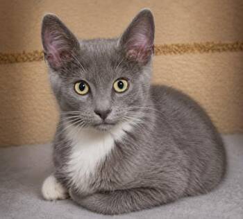 Zena -  Domestic Short Hair Cat for Adoption in Atlanta, Georgia - Zena | PetCurious