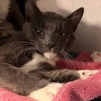 Guantanamo -  Domestic Short Hair Cat for Adoption in Sheridan, Wyoming - Guantanamo | PetCurious