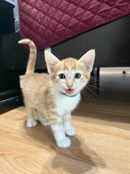 Rescue Domestic Short Hair Cats for Adoption in Bryan, Texas - Pinto | PetCurious