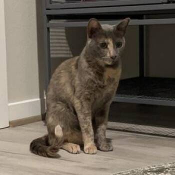 Lyla -  Domestic Short Hair Cat for Adoption in Liverpool, Texas - Lyla | PetCurious