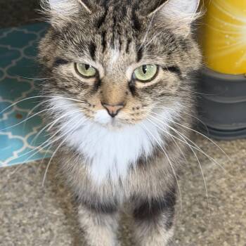 Riley -  Domestic Medium Hair Cat for Adoption in Warren, Ohio - Riley | PetCurious