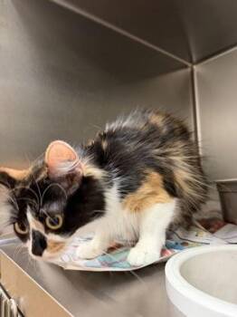 Mushu -  Domestic Medium Hair Cat for Adoption in Wichita, Kansas - Mushu | PetCurious