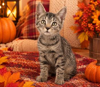 Miles -  Domestic Short Hair Cat for Adoption in Seven Valleys, Pennsylvania - Miles | PetCurious