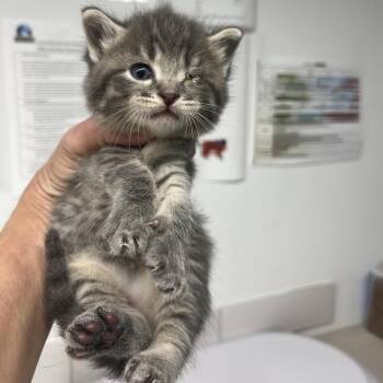 Tropical Storm -  Domestic Short Hair Cat for Adoption in St. Louis, Missouri - Tropical Storm | PetCurious
