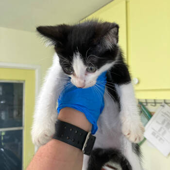 Rescue Domestic Short Hair Cats for Adoption in Volcano, Hawaii - COH-A-63820 | PetCurious