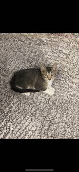 Rescue Domestic Short Hair Cats for Adoption in West Lawn, Pennsylvania - Kahlua | PetCurious