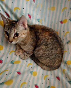 Rescue Domestic Short Hair Cats for Adoption in Mission Viejo, California - Matcha | PetCurious